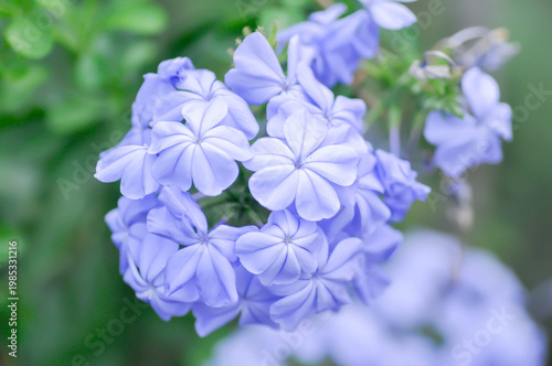 Cape leadwort, PLUMBAGINACEAE or Plumbago auriculata Lam or Sky flower or purple flower
