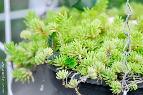 Sedum Golden Moss or Sedum lineare, crassulaceae or Herbaceous perennial or Sedum acre Oktoberfest or Sedum Octoberfest or Sedum sp or stonecrop or succulents