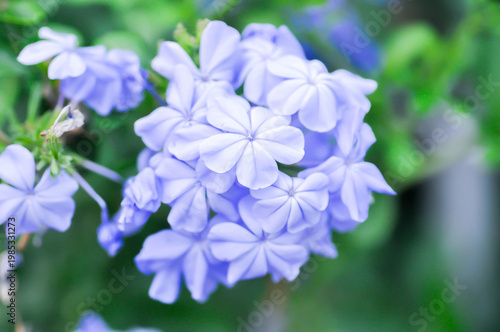 Cape leadwort, PLUMBAGINACEAE or Plumbago auriculata Lam or Sky flower or purple flower