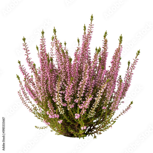 Pink heather plant on transparent background