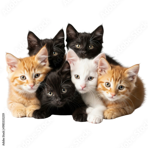 Group of kittens on transparent background