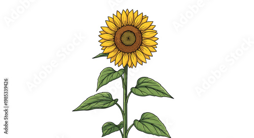 Vibrant and detailed illustration of a single sunflower stands tall on a green stem with broad leaves against a clean and minimal white background.