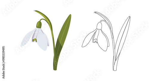 Delicate snowdrop flower is shown in both a full color version and a simple black outline, perfect for botanical illustrations or coloring pages.