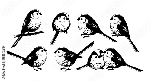 Children style long tailed tit birds set cute poses vector illustration isolated on white background