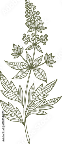 Elegant botanical illustration of a flowering plant with detailed leaves and blossoms, line art.