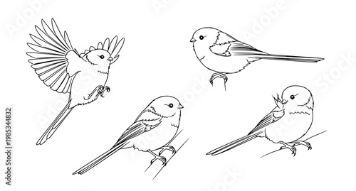 Isometric long tailed tit birds set 3d style poses vector illustration isolated on white background