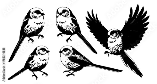 Cartoon long tailed tit birds set playful poses cute vector illustration isolated on white background