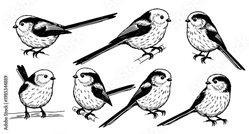 Long tailed tit birds minimal line art poses outline vector illustration set isolated on white background