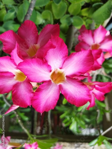 Beautiful Pink Adenium (Desert Rose) Flower Macro with Blurred Background. Concept of Floral Design.