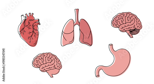 Minimalist human organ icons set featuring heart lungs brain and stomach in soft red tones for healthcare design