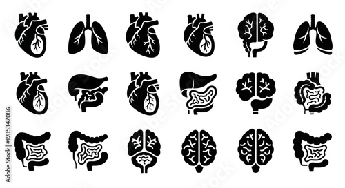 Human internal organ silhouette icon set for medical symbols and anatomical system diagrams in black glyph style