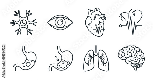 Medical organ icons in thin line style featuring neuron eye heart stomach lungs and brain for health education