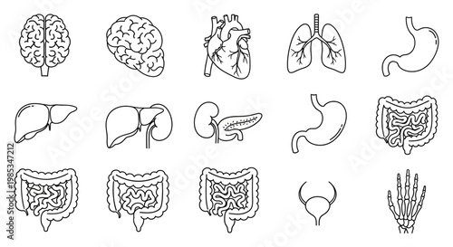 Human anatomy line icons set featuring internal organs skeleton hand brain heart and digestive system