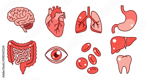 Human internal organs icon set including brain heart lungs stomach liver and blood cells for medical education