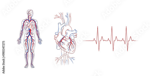 Human circulatory system diagram with heart anatomy and heartbeat pulse line representing cardiovascular health