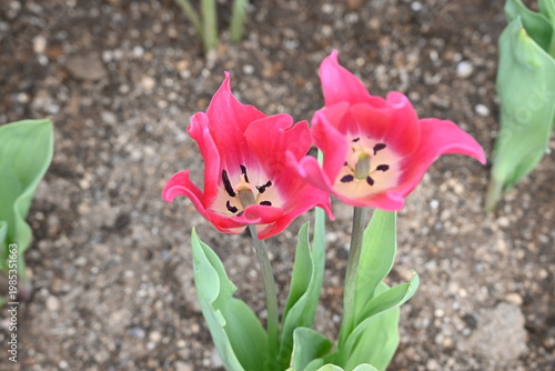 鮮やかなピンク色が目を引く春の花々