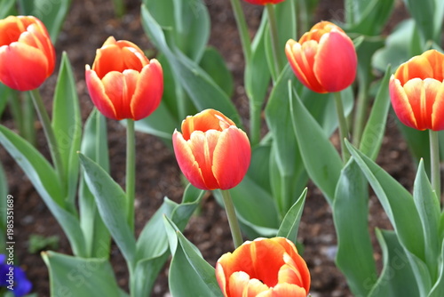 オレンジと赤のグラデーションが美しいチューリップ