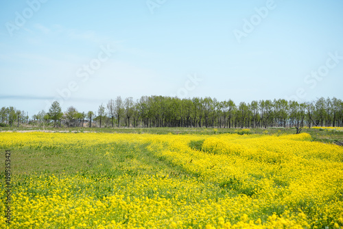 一面の菜の花畑 春の風景 一面黄色の花畑 A field of blooming rapeseed flowers in spring