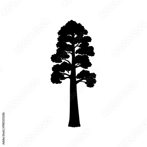 Silhouette of a majestic redwood tree with a tall trunk and dense foliage