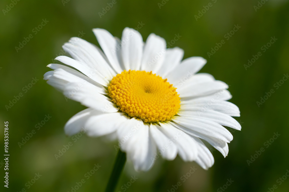 Fototapeta premium Close-up of a daisy, with a yellow center and a green background.
