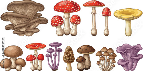 Mushroom Collection Vector Set with Various Fungus Species Including Red, Yellow, and Brown Mushrooms for Nature and Forest Designs