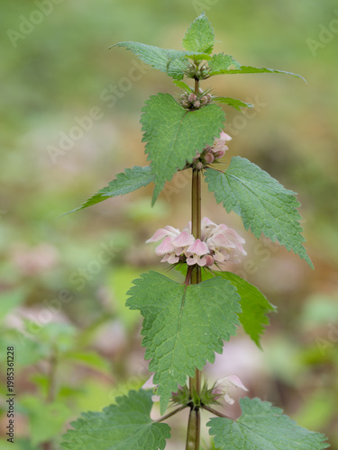 優しいピンクのオドリコソウ