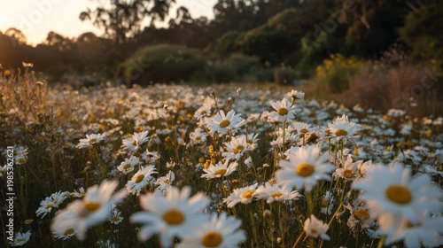 Field of white daisies bathed in warm golden hour sunlight creating a peaceful meadow scene with blurred green trees and distant foliage under a clear sky