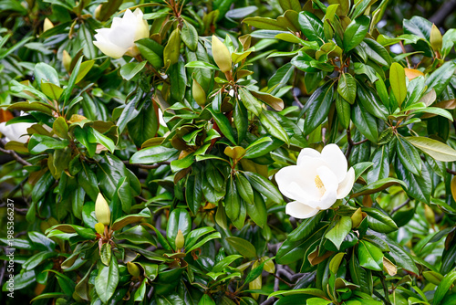 White magnolia blossoms in Frunze Park in Sochi, Krasnodar region of Russia