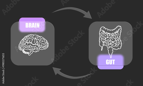 Gut-brain connection. The enteric nervous system in the human body. Signals from the brain to the digestive tract. Glass effect design for medical posters, clinics, or science studies.