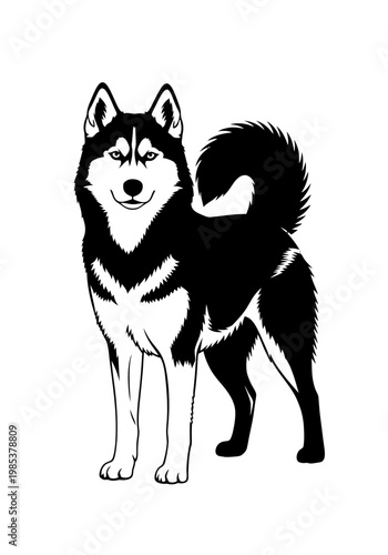 Black and white illustration of a standing Siberian Husky dog.