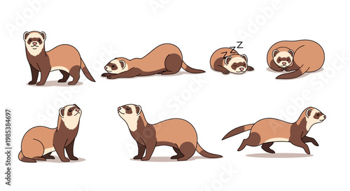 Ferret poses and movements sequence.