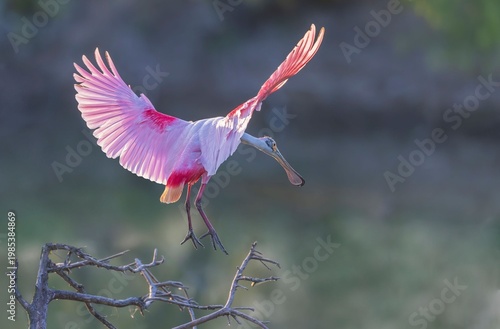 Roseate Spoonbill Taking Flight!