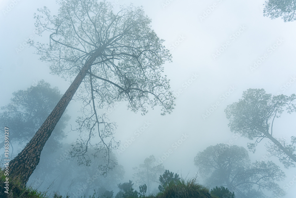 Obraz premium A serene landscape of foggy forest with trees at Madmaheshwar temple, Uttarakhand, India