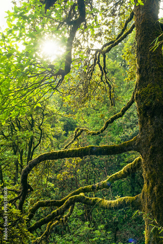 Photography A serene forest scene with moss-covered trees near Madmaheshwar temple, Uttarakh