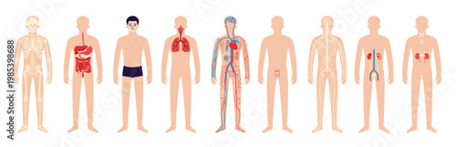 Human Body Organ System White Icon Set