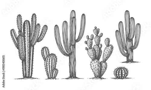 Collection of hand drawn desert cacti in various shapes and sizes cactus succulent