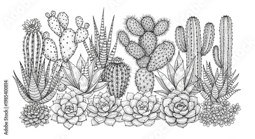 Detailed black and white illustration of various desert plants, including different types of cacti and succulents arranged in a decorative garden.