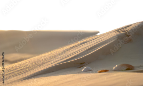 Sand dune texture with shells on transparent background
