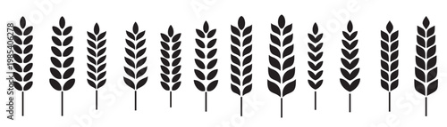 Set of wheat stalk vector illustration