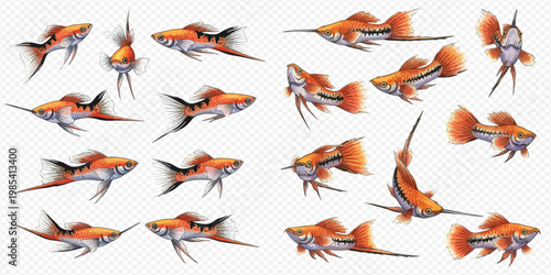 Set of realistic aquarium fish isolated on transparent background, detailed illustration of tropical aquatic animals.