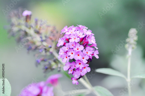 Lantana camara L, Cloth of gold or Hedge flower or Lantana or Weeping lantana or VERBENACEAE or purple flower