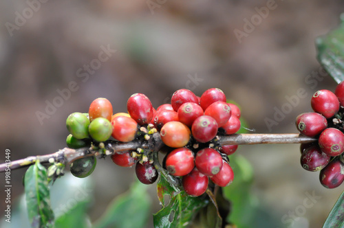 coffee cherry or coffee bean or coffee sed ,coffee beans or coffee plant