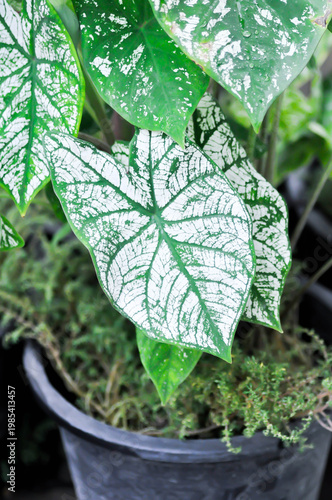 Caladium Ei Nour,
Caladium or 
ARACEAE or angel wing caladium or Caladium bicolor plant
