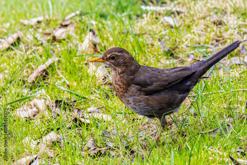  Kos (Turdus merula). Samica.