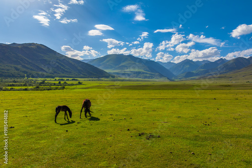 Adult horse and foal grazing in green meadow, Kyrgyzstan