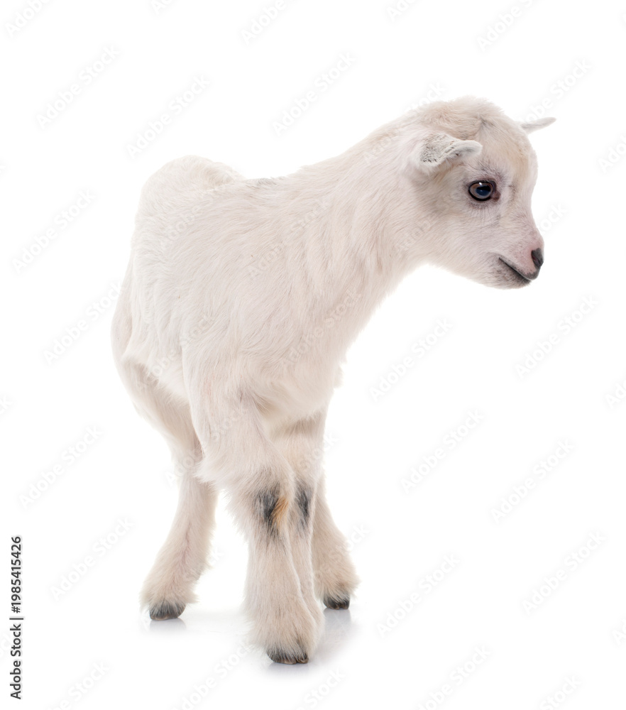 Naklejka premium white young goat