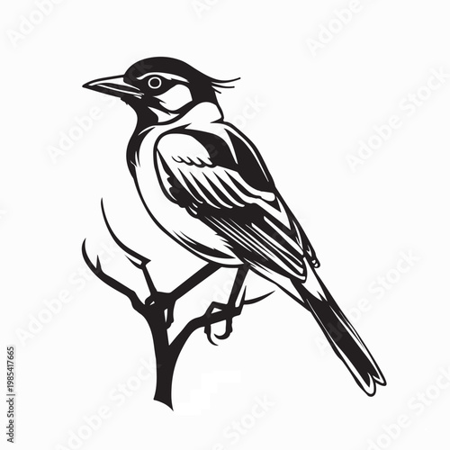 Beautiful Baltimore Oriole Bird Sitting on Branch Vector Art On White Background
