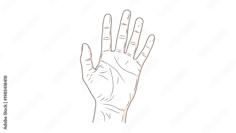 Fototapeta premium Detailed line drawing of a human palm showing various lines used in palmistry or anatomical studies on a plain white background for fortune telling.
