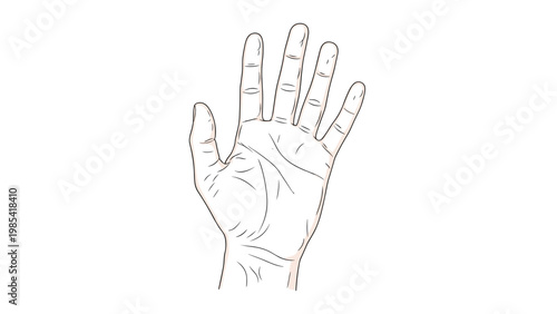 Detailed line drawing of a human palm showing various lines used in palmistry or anatomical studies on a plain white background for fortune telling.