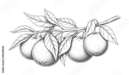 Vintage of ripe oranges a branch with leaves fruit